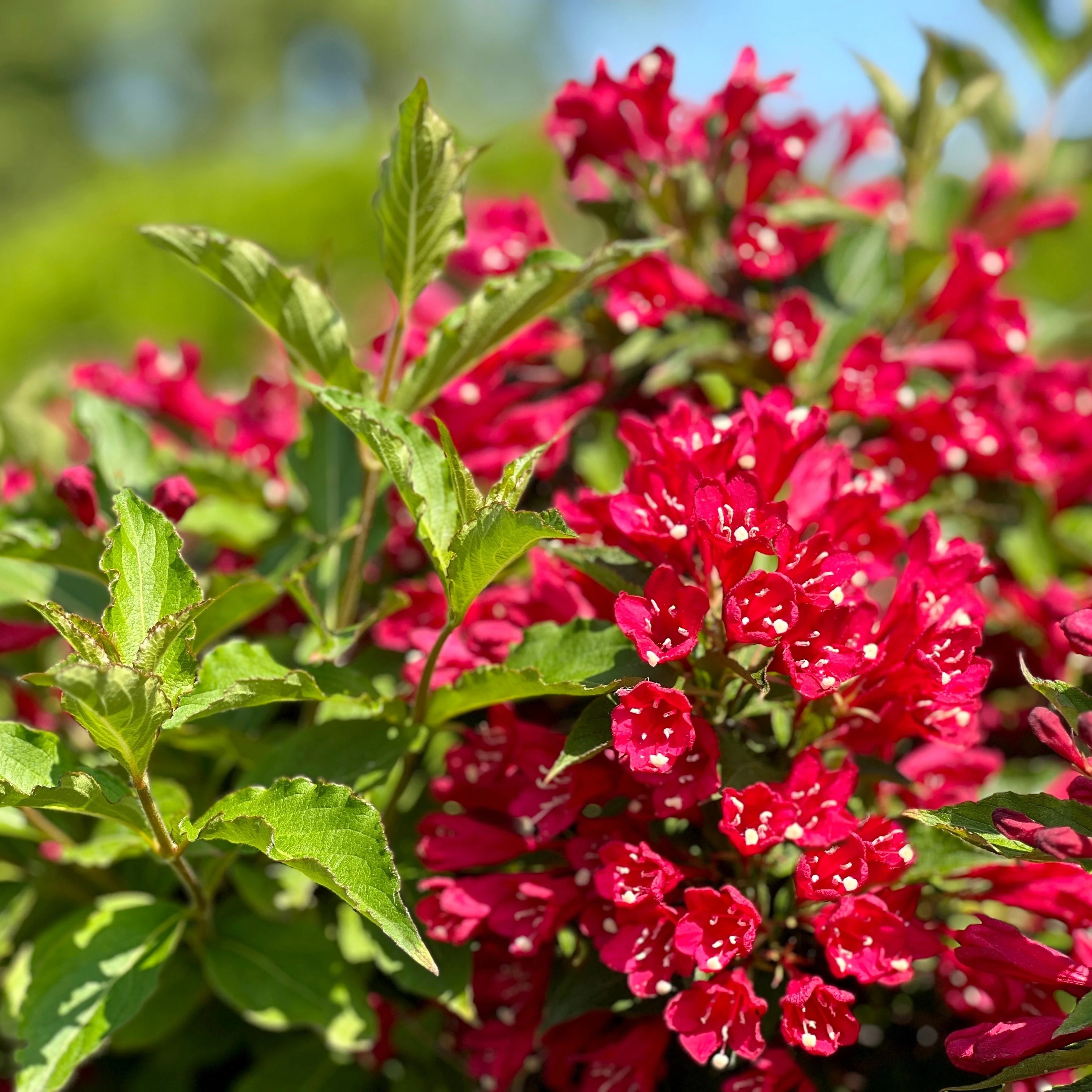 🌺 ΒΕΪΓΚΕΛΙΑ – Weigelia sp - 3 lt